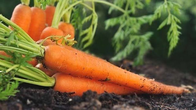 Как и когда прореживать морковь