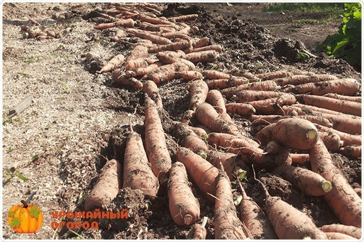 Сбор урожая моркови и свеклы