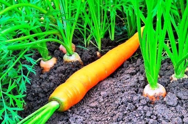 Подзимний посев моркови
