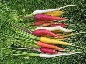 Морковь чаровница радужная