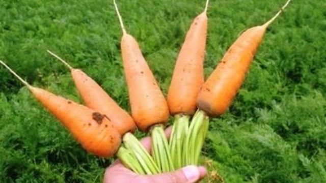 Семена морковь Курода Шантане на ленте 6м Престиж
