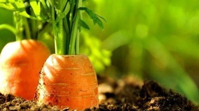 Сорт моркови Лосиноостровская — описание и правила выращивания