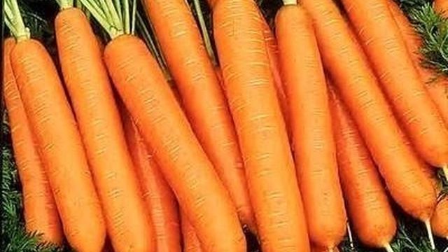 Сроки высадки моркови в Подмосковье