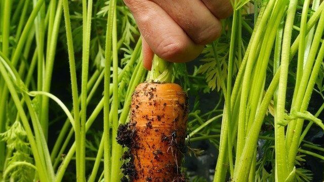 Выращивание морковки в открытом грунте