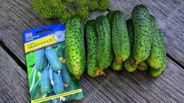 Огурец Авантюра F1 — бугорчатые зеленцы средних размеров с отменными вкусовыми качествами