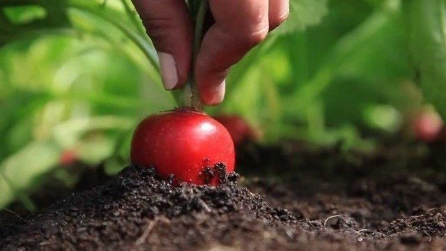 Чем подкормить редис на разных этапах роста, чтобы получить богатый урожай