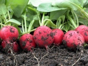 Как правильно сажать и выращивать редис?