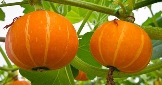 Тыква декоративная апельсинка