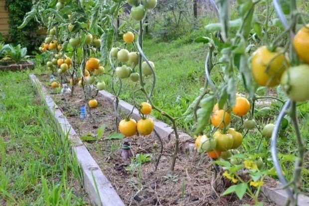 Летний огород помидоры