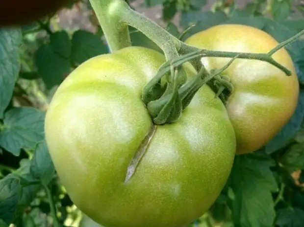 Растрескивание плодов томата