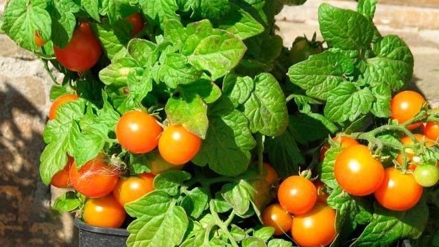Как вырастить томаты Балконное чудо