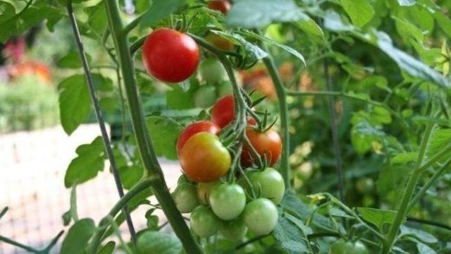 Описание и характеристики томатов Анюта, урожайность и выращивание