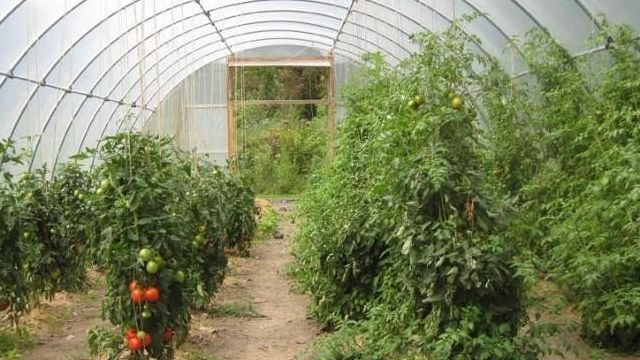Сорта томатов для Ленинградской области. Сорта томатов для теплиц и открытого грунта