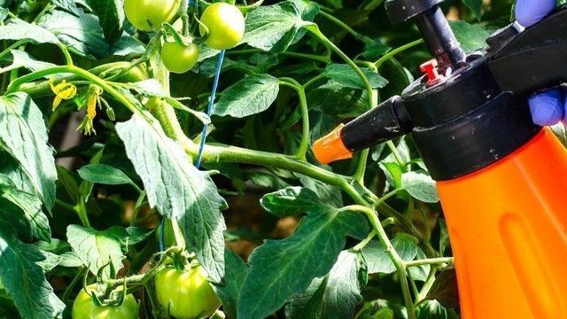 Чем опрыскать томаты от фитофторы