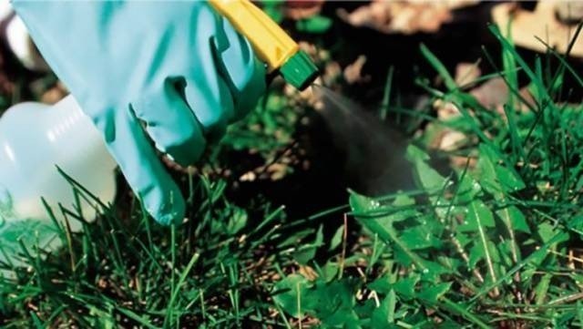 Сорная трава бурьян гербициды борьба