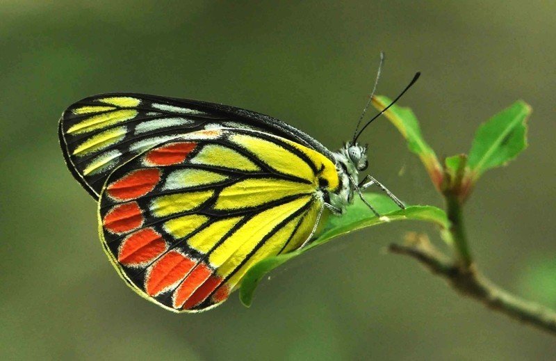 Бабочка бабочка
