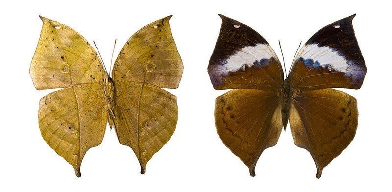 Бабочка листовидка