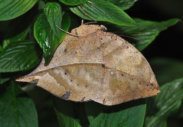 Индийская бабочка листовидка