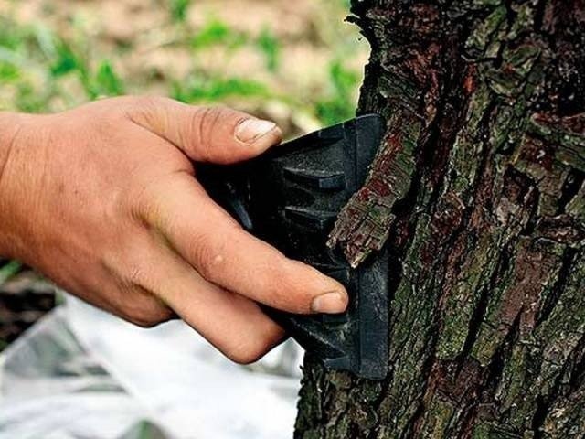 Защита коры деревьев