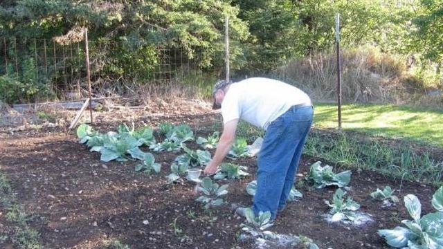 Чем обработать капусту от блошки, чтобы сохранить урожай