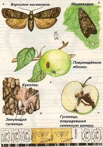 Цикл развития яблонной плодожорки