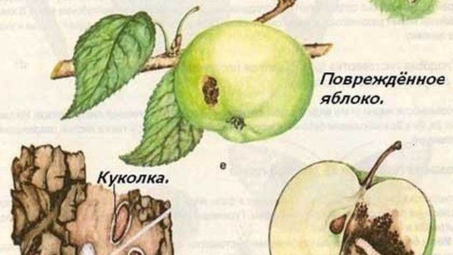 Яблонная плодожорка: препараты для обработки, когда и чем опрыскивать, чтобы не было червивых яблок