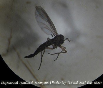 Взрослые особи грибных комариков