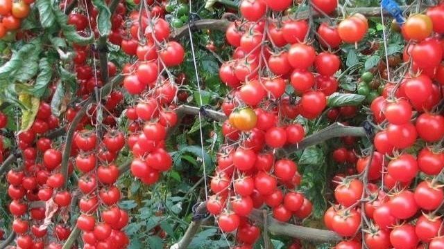 Капельный полив для помидоров в теплице