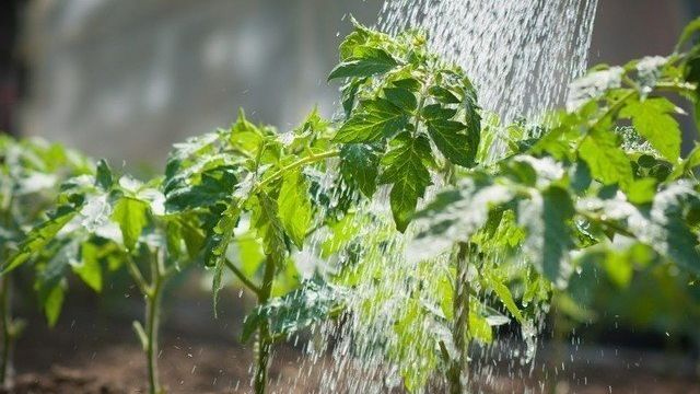 Организация правильно полива помидоров в открытом грунте в зависимости от сорта и стадии роста