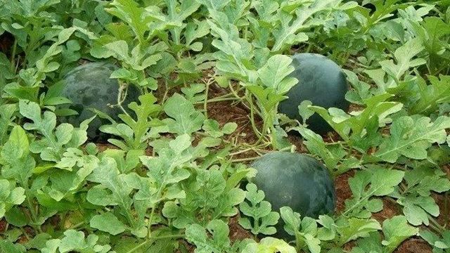 Арбуз Шуга Бейби: условия выращивания и схема подкормки сорта