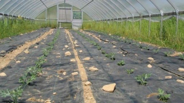 Как выращивать арбузы в теплице из поликарбоната, посадка и уход, схема формирования