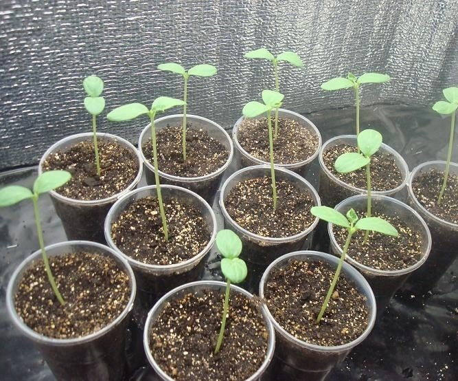 Nasturtium seedlings germinated