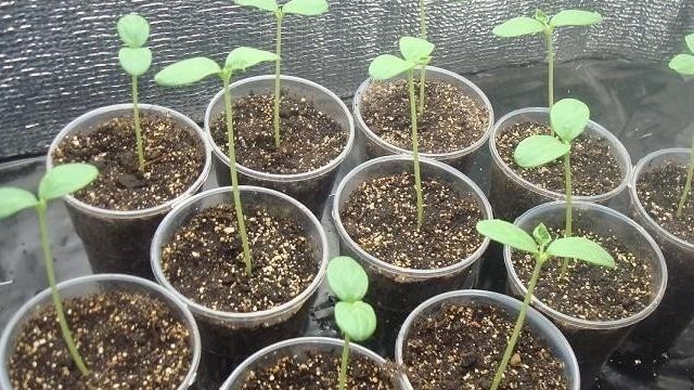 Как вырастить арбуз дома