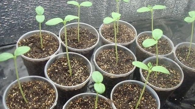 Когда и как правильно посадить арбузы на рассаду