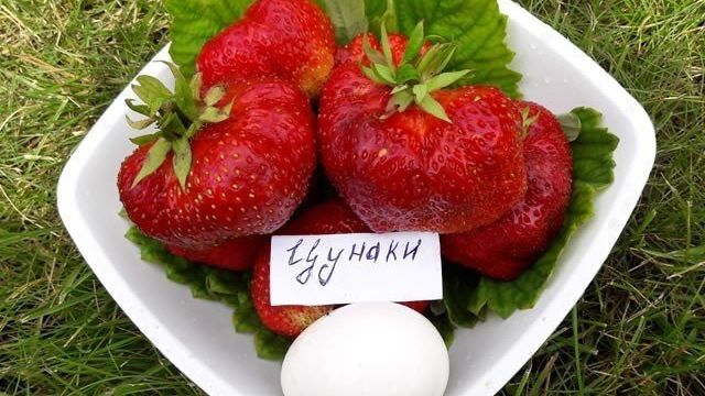 Клубника Цунаки — крупноплодный «Японец» десертного вкуса