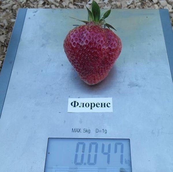 Средний вес плодов составляет 35-60 грамм