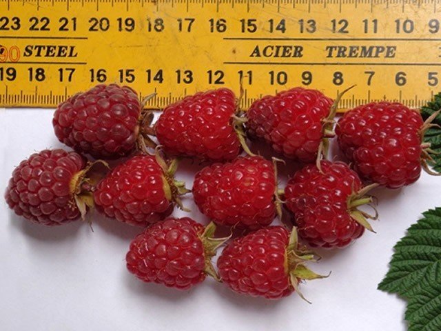 Размер ягод малины Красная гвардия