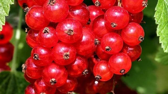 Красная смородина — сорта с описанием для выращивания в различных регионах России