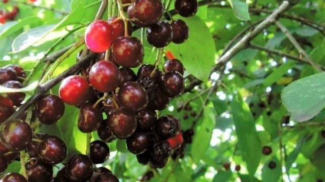 Отличительные особенности гибридов смородины и вишни, посадка и уход, размножение