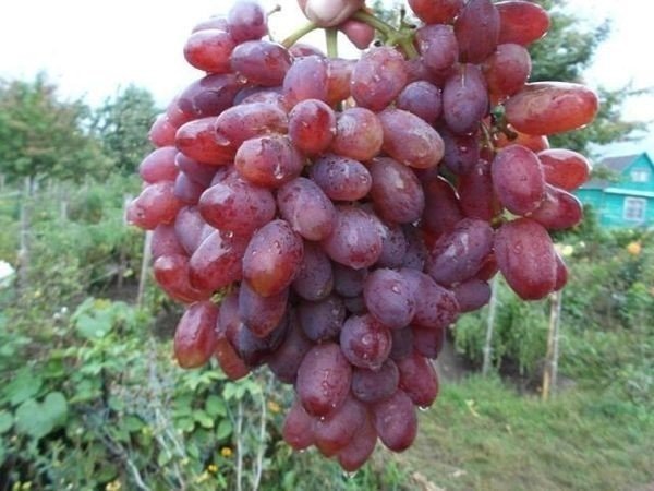Виноград плодовый юбилей новочеркасска