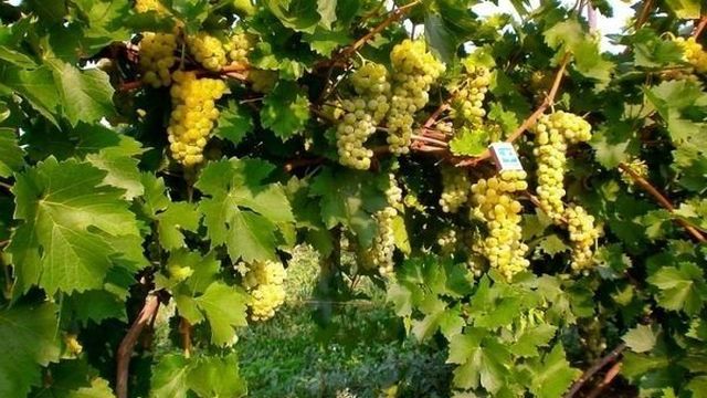 10 самых вкусных белых сортов винограда