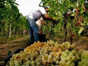 Виноградарство и виноделие в россии