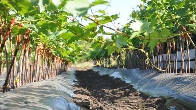 Подготовка винограда в Средней полосе к укрытию на зиму