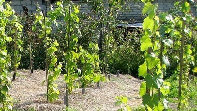 Посадка черенков винограда и последующий уход за растением