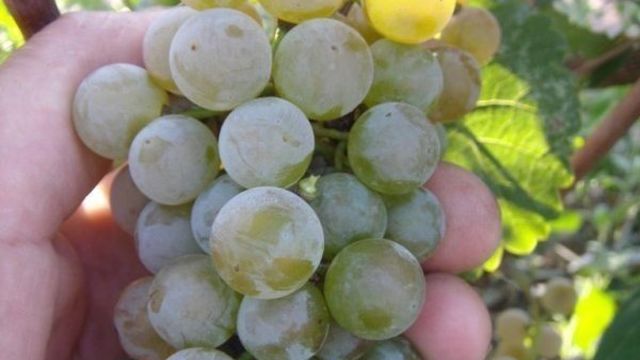 Виноград Подарок Магарача: описание сорта, фото и отзывы садоводов