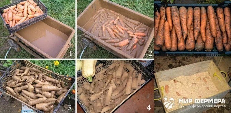 Хранение моркови в погребе
