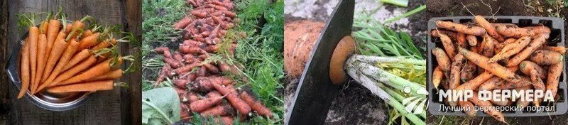 Обрезают морковь на хранение на зиму