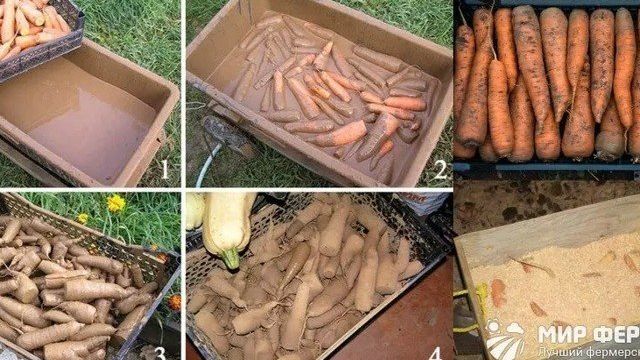 Хранение моркови на зиму в домашних условиях