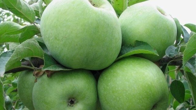 Как правильно хранить яблоки на зиму в квартире