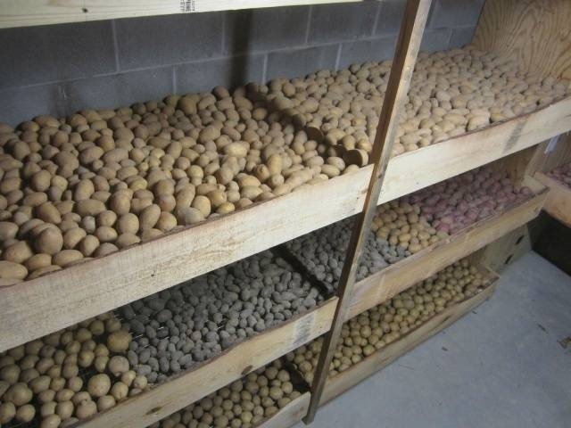 Дезинфекция погреба для хранения картофеля и овощей